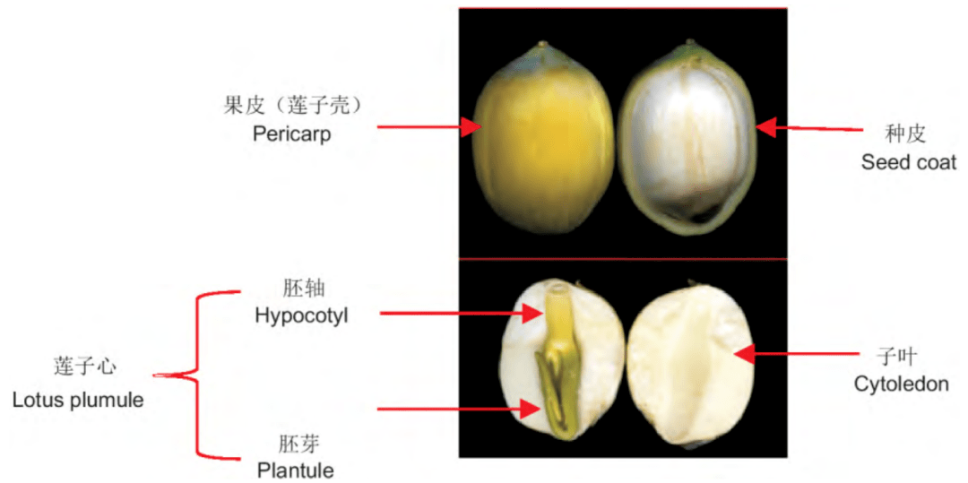 莲子的结构