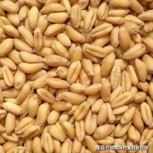 馒头的前世今生_小麦