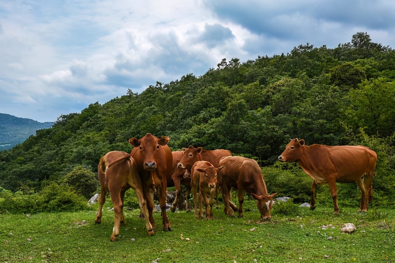 西沙东岛自古以来远离大陆,岛上400头野牛哪里来的?