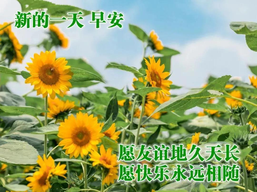 8张最美秋日早安早上好图片带字带祝福语 好看的朋友圈早安问候祝福语