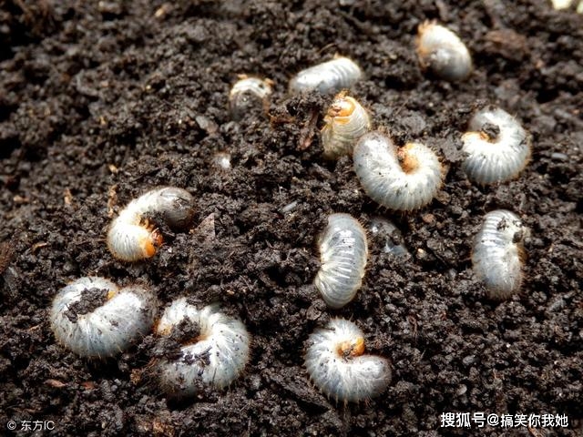 原创农村烂树里面都是这种白花花的小肉虫竟然是可以生吃的高蛋白