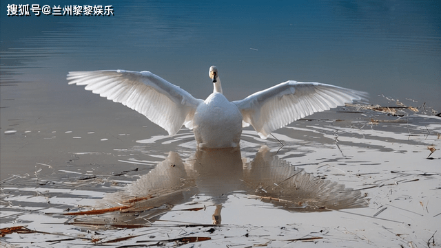 原创美丽的兰州三江口天鹅滩