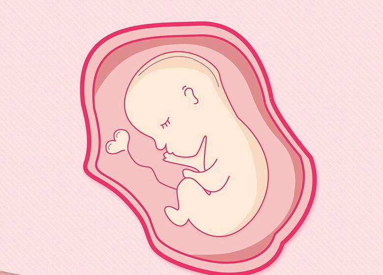 原创孕20周的胎儿长到那里了 一起来聊聊胎儿的成长和母亲身体变化