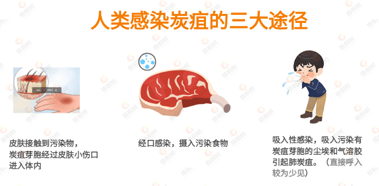 原创警惕疑似出现和新冠同一等级的炭疽疫情高发传染病该怎么防控