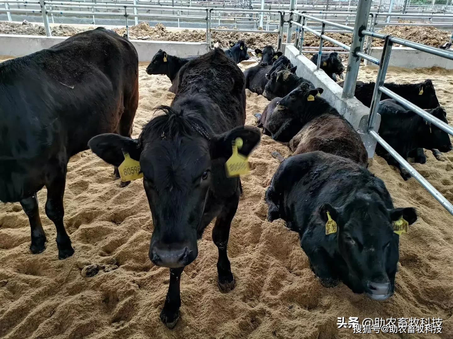 运用发酵床养牛现场图位于广西崇左市牛身干净大小牛健康少病