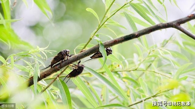 得失之间虞世南坚守如一恐畏无人识独自暗中明