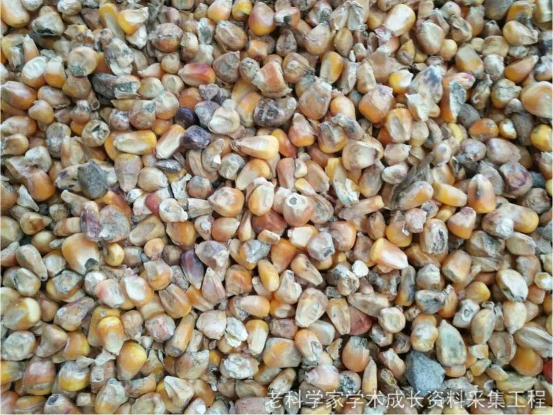 但毛江森坚信自己的调查结果,并呼吁大家不要再食用霉变的粮食.