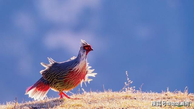 原创西藏发现一怪鸡,丰神俊朗宛如从国画中走出来,被捉住会绝食而亡