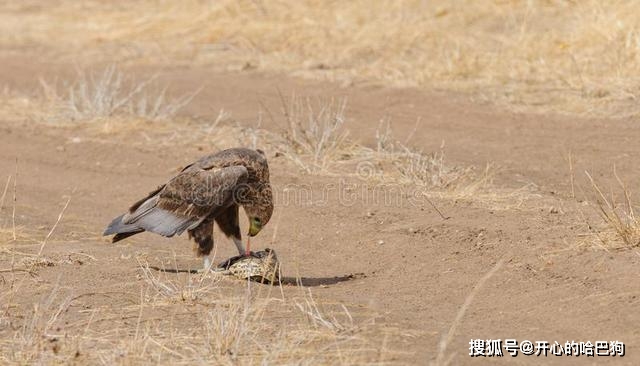 原创空中霸主老鹰捕食巨蜥本以为毫无悬念谁料下一秒惨遭反杀