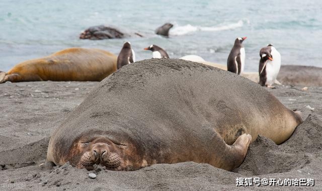 海豹脸都丢尽了!海豹追杀企鹅,反遭企鹅走位整懵,还被调戏了?