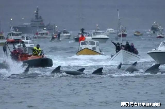 丹麦传统捕鲸节堪称猎杀盛宴175头领航鲸染红海湾