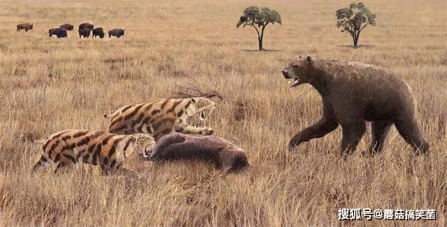 单挑恐狼群,攻击猛犸象,从剑齿虎口中夺食,短面熊为何