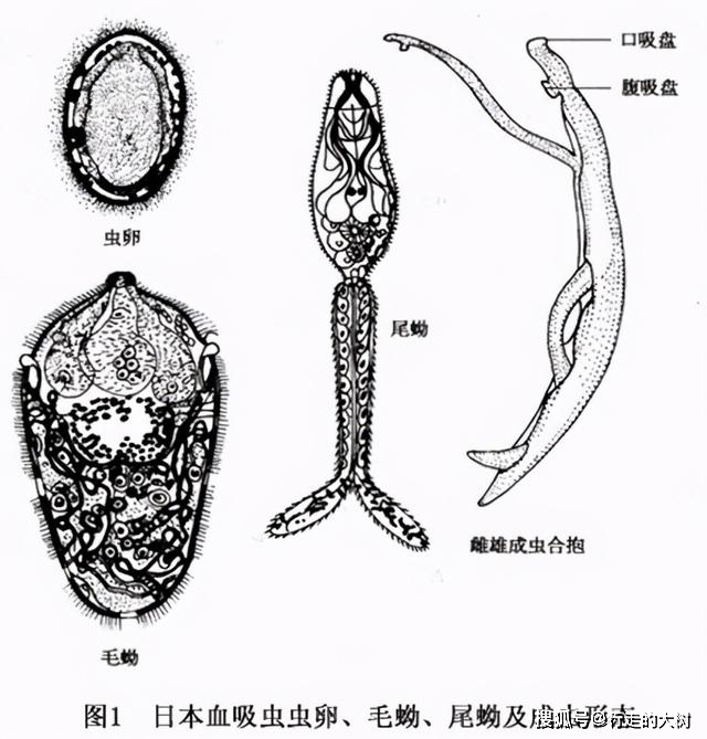 "瘟神"血吸虫:接触皮肤就能寄生!人类能彻底消灭它吗?