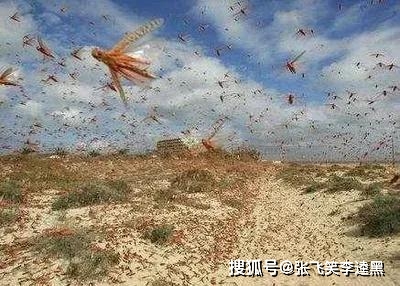 原创古代发生蝗灾时人们为什么饿死也不吃蝗虫度过灾难