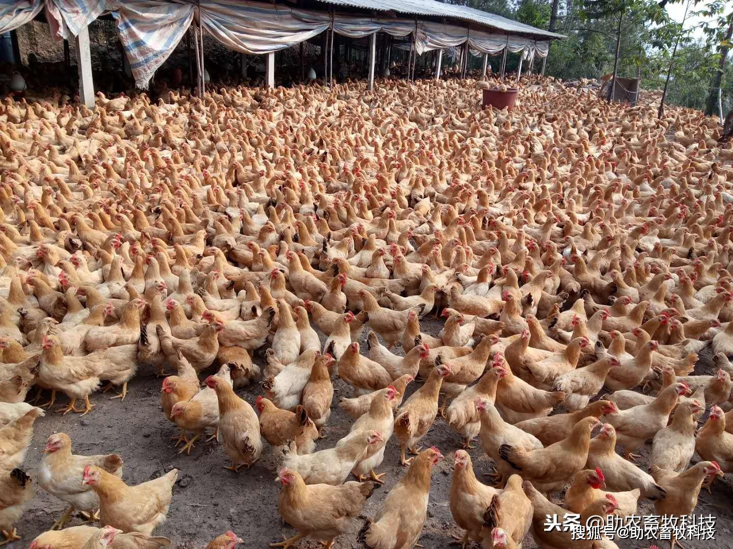 肉鸡养殖添加养鸡专用复合益生菌,鸡场不臭鸡病少,降低料耗效益高