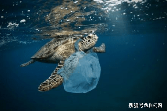 30年海龟因误食海洋垃圾死亡 体内垃圾足有6斤_塑料袋