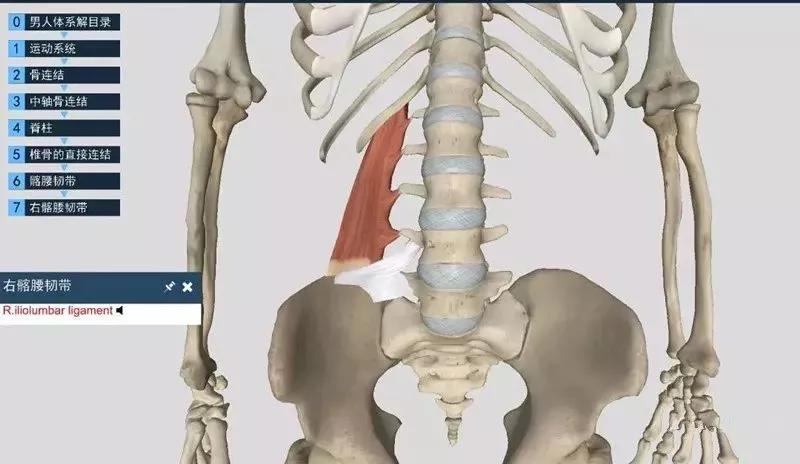 腰方肌与髂腰韧带(白色)的关系