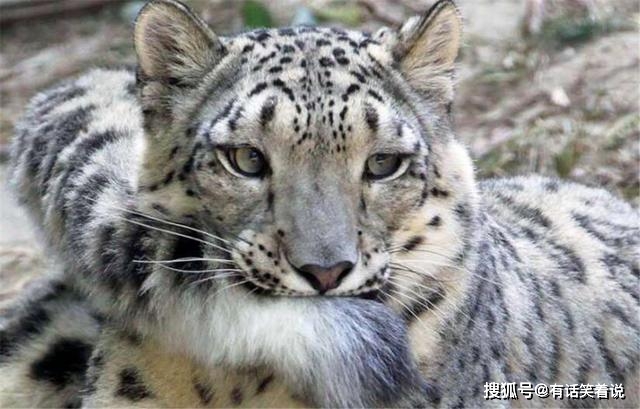 三江源发现两只雪豹谈恋爱尾巴又长又大睡觉时可当毛毯用