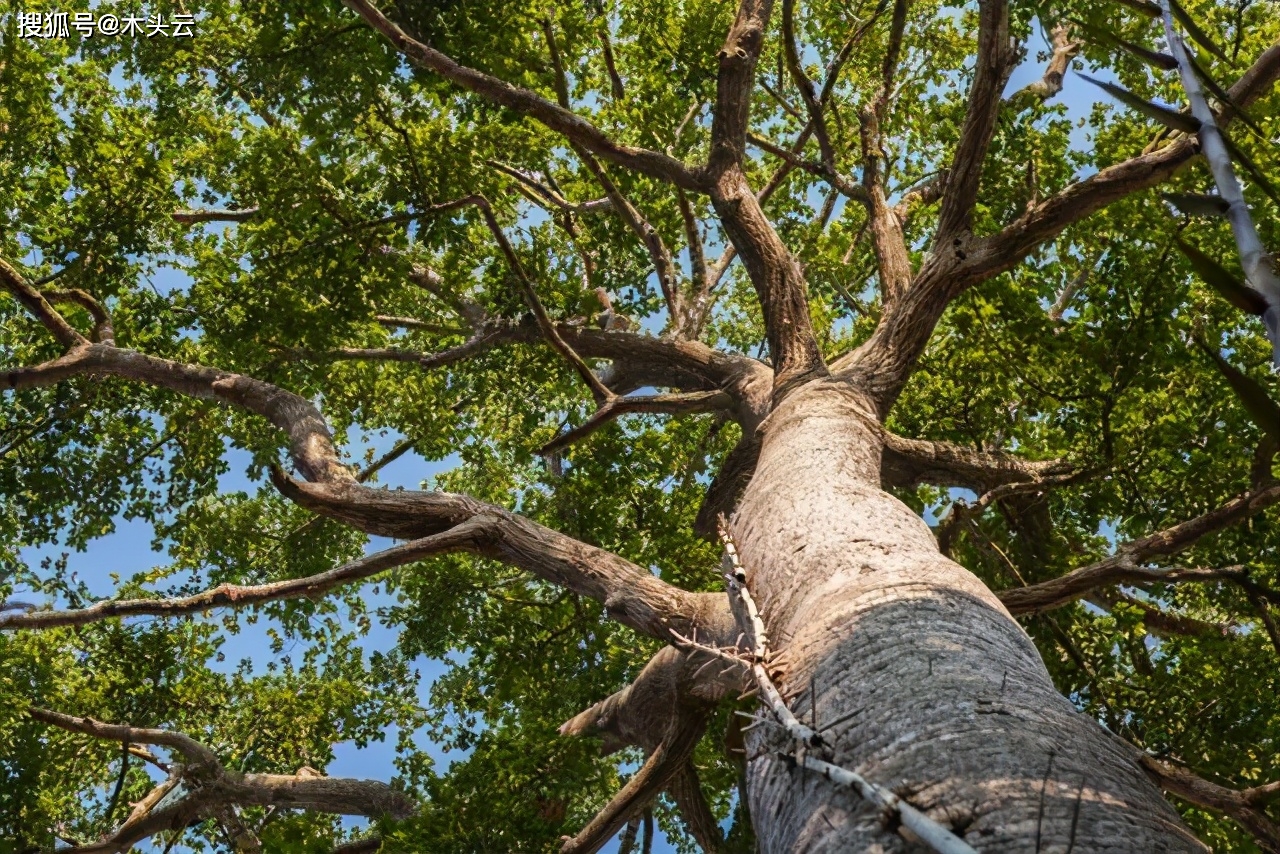 原创危险危险危险世界上最恐怖的树见血封喉