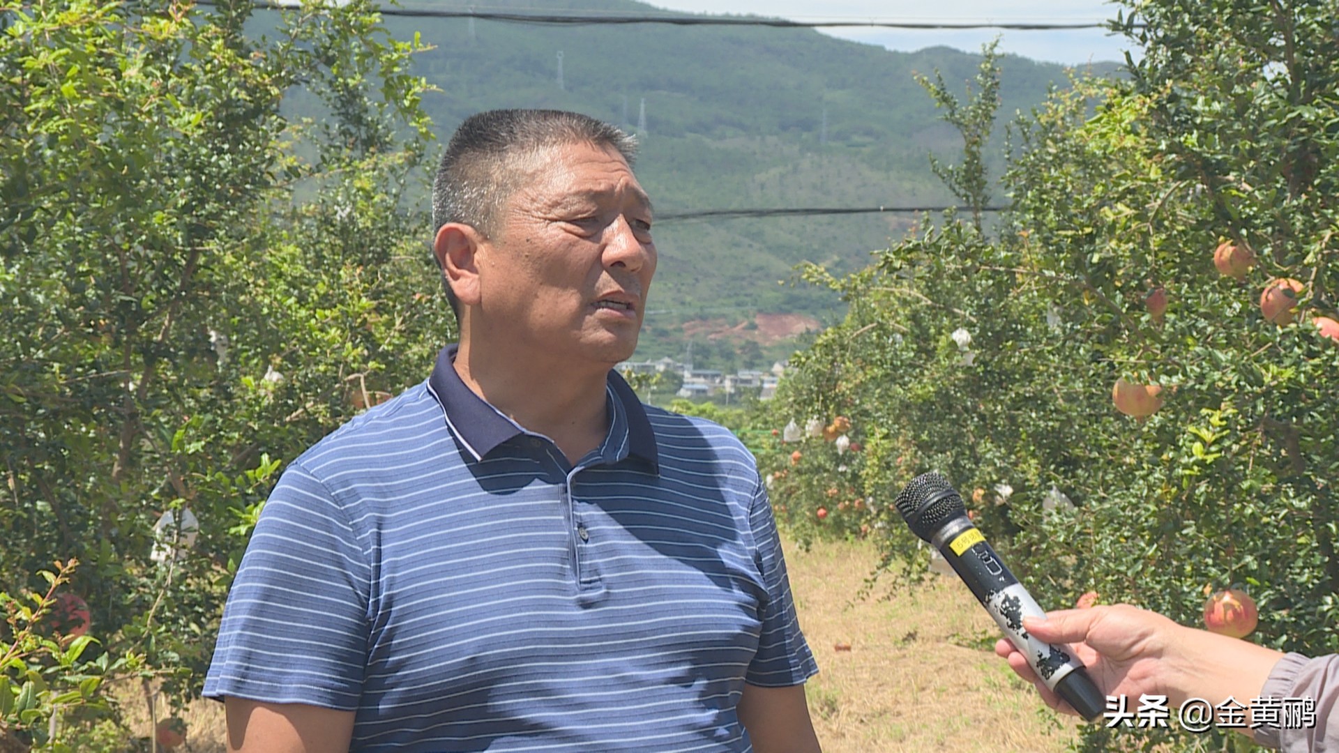 保山隆阳:蒲缥王头寨石榴丰收 助推乡村振兴