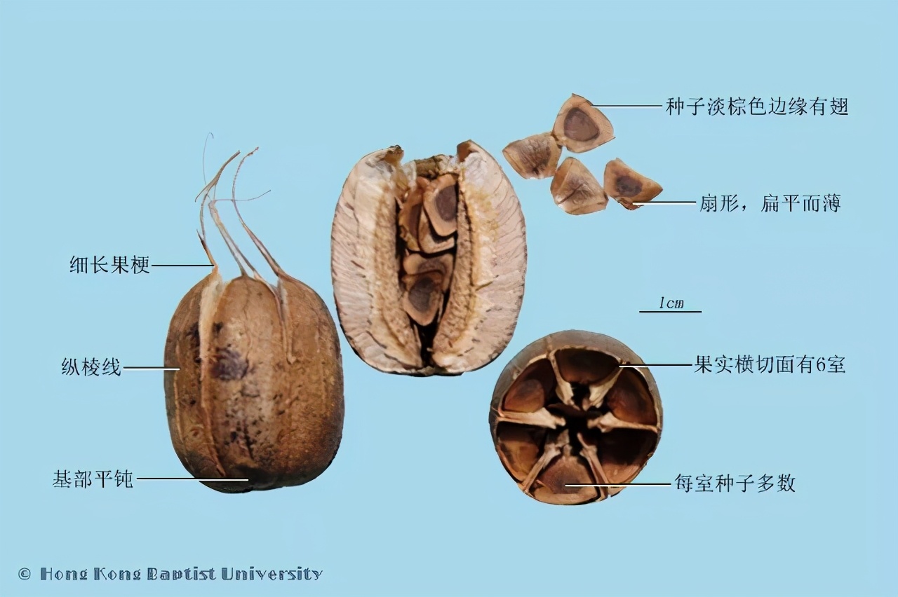 原创疯狂的马兜铃:先引诱再囚禁,生存全靠耍流氓,还有人当好东西吃