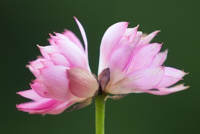 该株并蒂莲从外形上看是大花型,粉色重瓣,与第一株并蒂莲的花型,花色