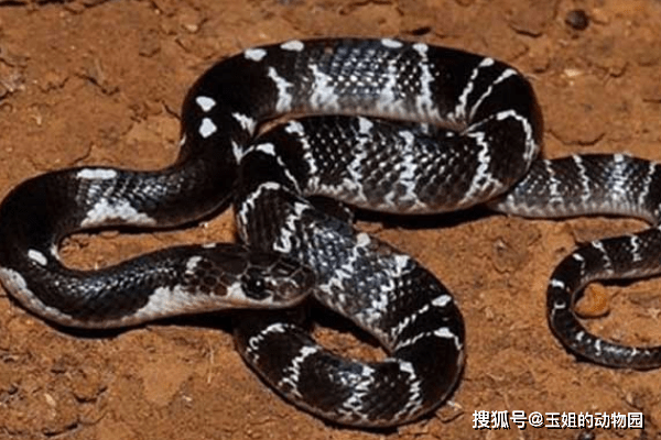 看看印度毒蛇有多恐怖?连眼镜王蛇都上不了榜