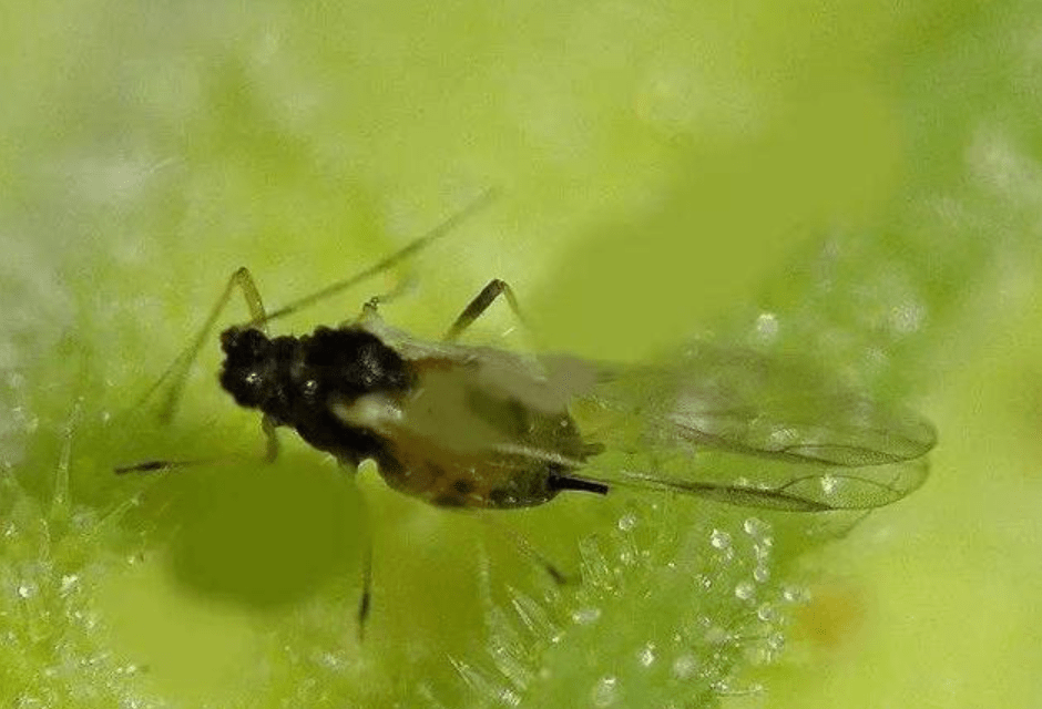 前面说了,蚜虫虽然产蜜露,但并不像蜜蜂一样传粉,而是像蚊子一样