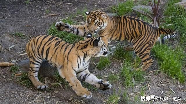 浅谈老虎是如何将一窝子女拉扯大的_母虎