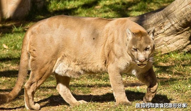 多强壮的人才能徒手打赢野生老虎泰森可以吗