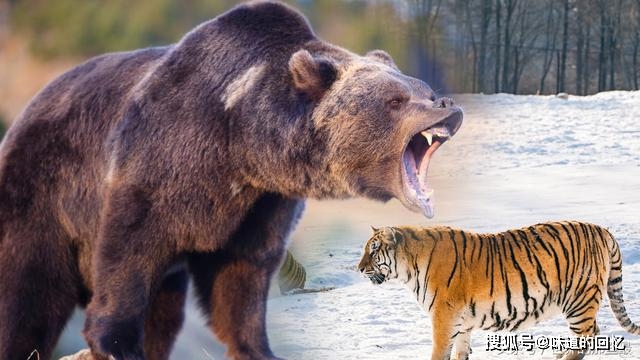 原创棕熊的搏斗技巧是老虎的对手吗它与东北虎谁厉害