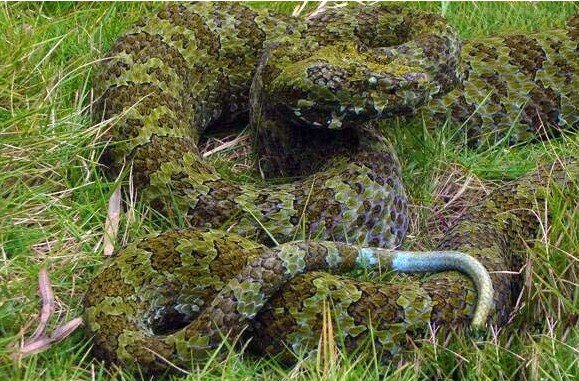 中国所独有的莽山烙铁头蛇: 世界上最大的蛇是网纹蟒,而最大的毒蛇就
