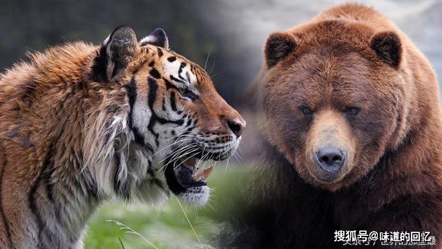原创棕熊的搏斗技巧是老虎的对手吗它与东北虎谁厉害