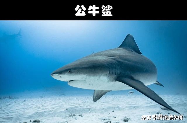 原创如今依然存在世界上的10大看似可怕的海洋生物