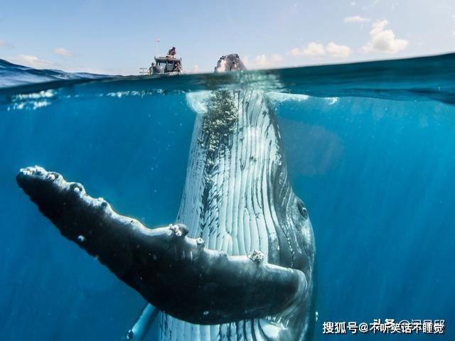 座头鲸跟渔船大小对比唯一能吃下一个人的鲸鱼可能要数抹香鲸了.