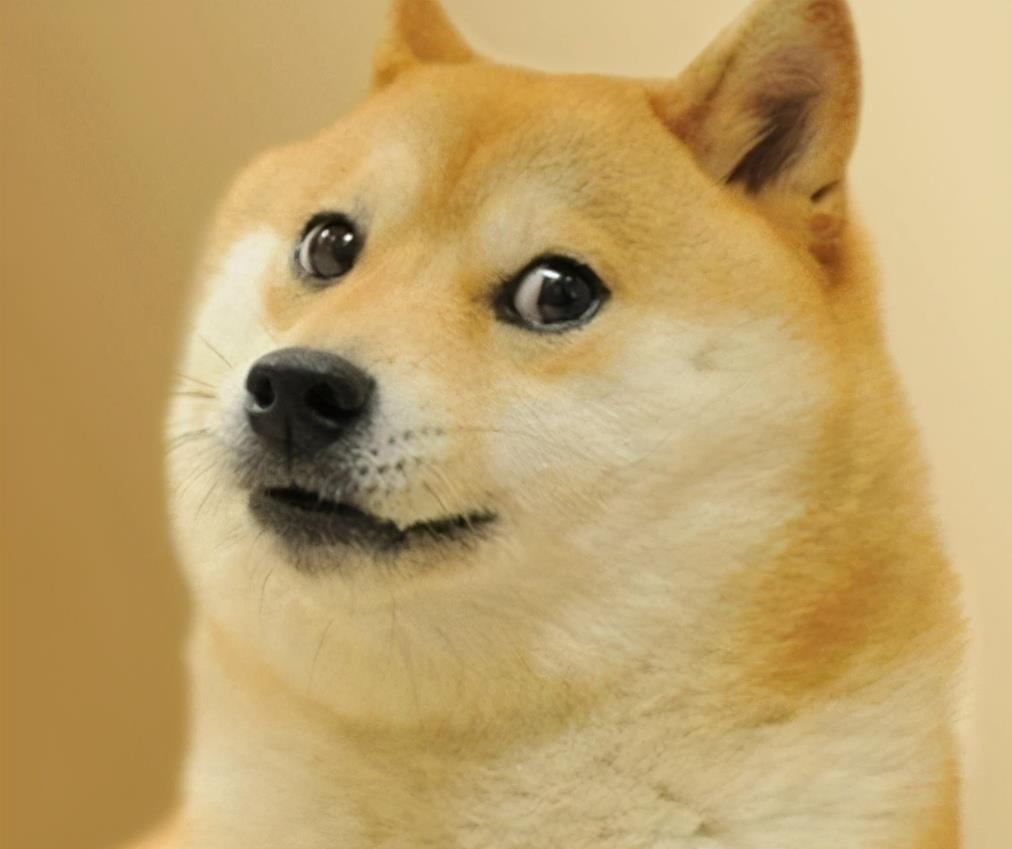 柴犬爆脸的意思就是脸盘子变大,变圆,就是大饼脸 比如著名表情包doge