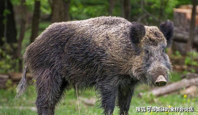一种是西伯利亚大棕熊,另外一种则是野猪