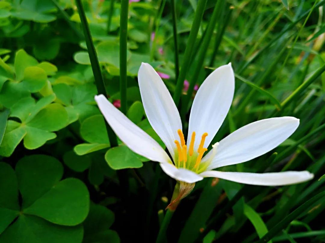 纤细深绿的茎,花生于顶端,茎中空,肥厚,六角的花,黄灿灿的花蕊.