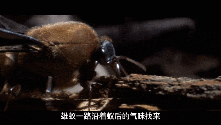 原创行军蚁个体渺小,它们集体捕食,却成为了自然界最顶级的猎手