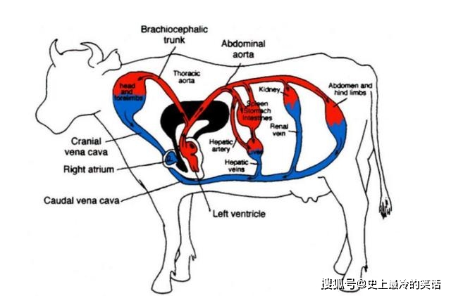 微生物帮助牛消化植物纤维,同时依靠牛吃进去的食物生存下来.