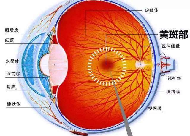 老年人常见的眼底病有哪些?