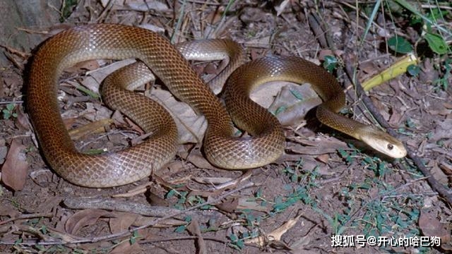 盘点地球10大毒性最强的蛇:眼镜蛇仅第7,第1名来自曼巴家族