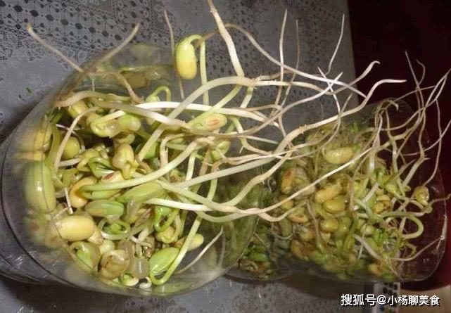原创自制的黄豆芽吃起来更健康, 关键方法也简单, 看一遍就能学会