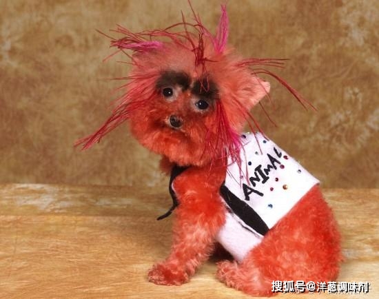 【4号"红毛犬"】这只狗狗染了一身红发,发型有点雷人.