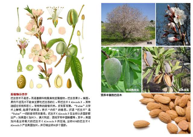 巴旦木作为蔷薇科桃属植物,又叫"巴旦杏".