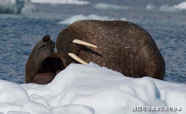 海象开启自杀式灭绝?南极再破20.7℃高温,1.5万亿吨冰融进海洋