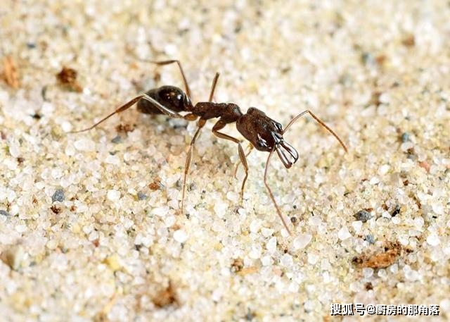 佛州林蚁是如何制服比自己更大,并且装备精良的大齿猛蚁的?