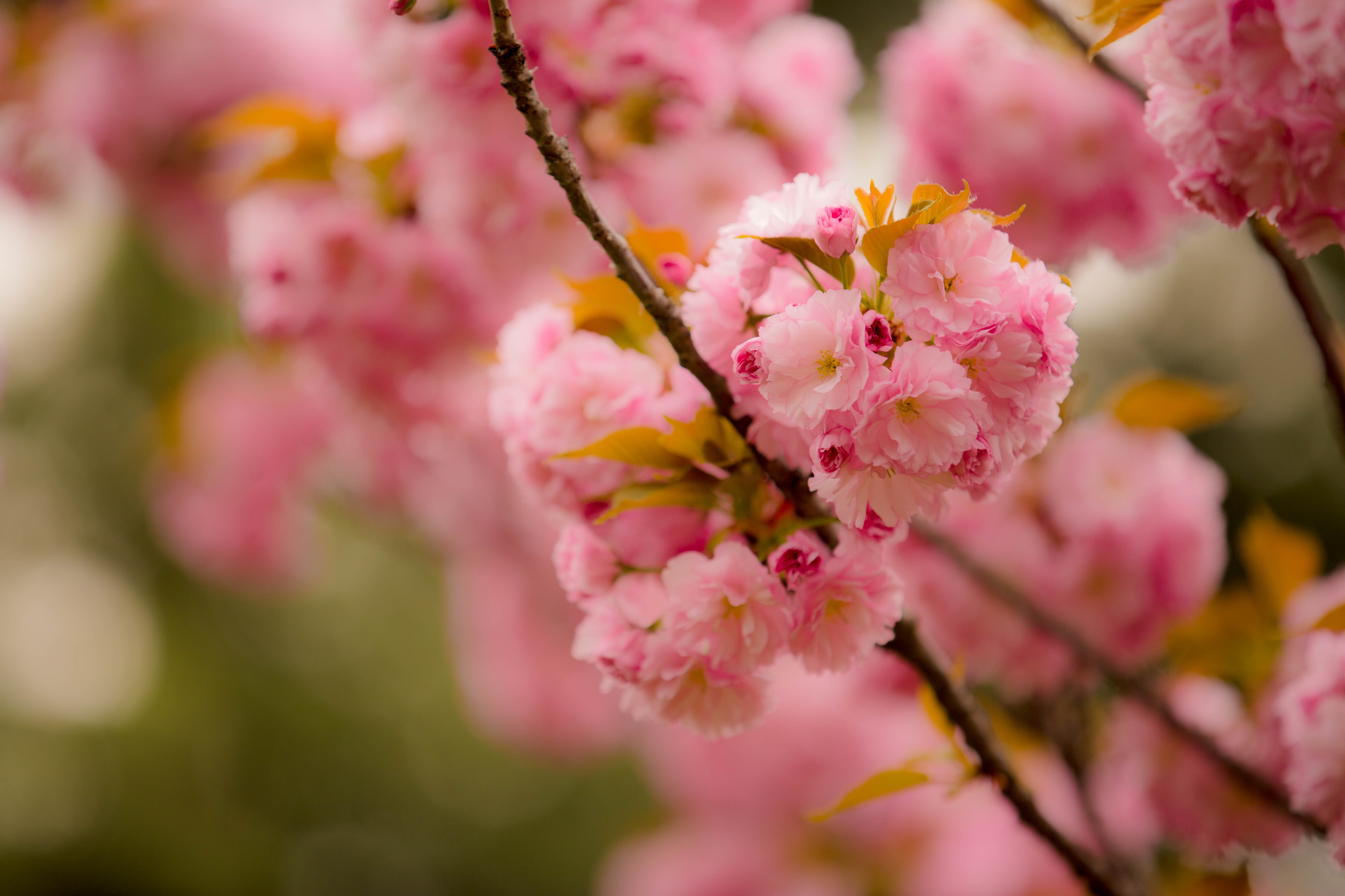 《樱花》