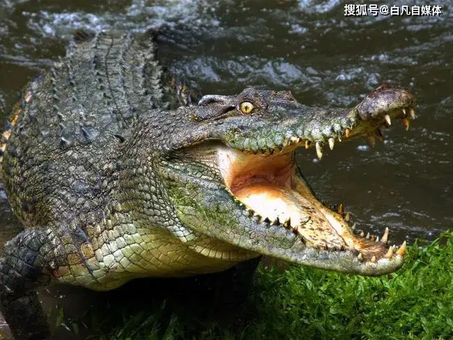 原创两条鳄鱼非法放生于邯郸武安
