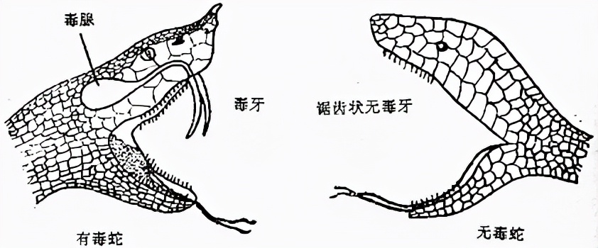 原创捅了毒蛇窝?南宁一小区眼镜蛇抓不完:人人自危!蛇究竟怕什么?